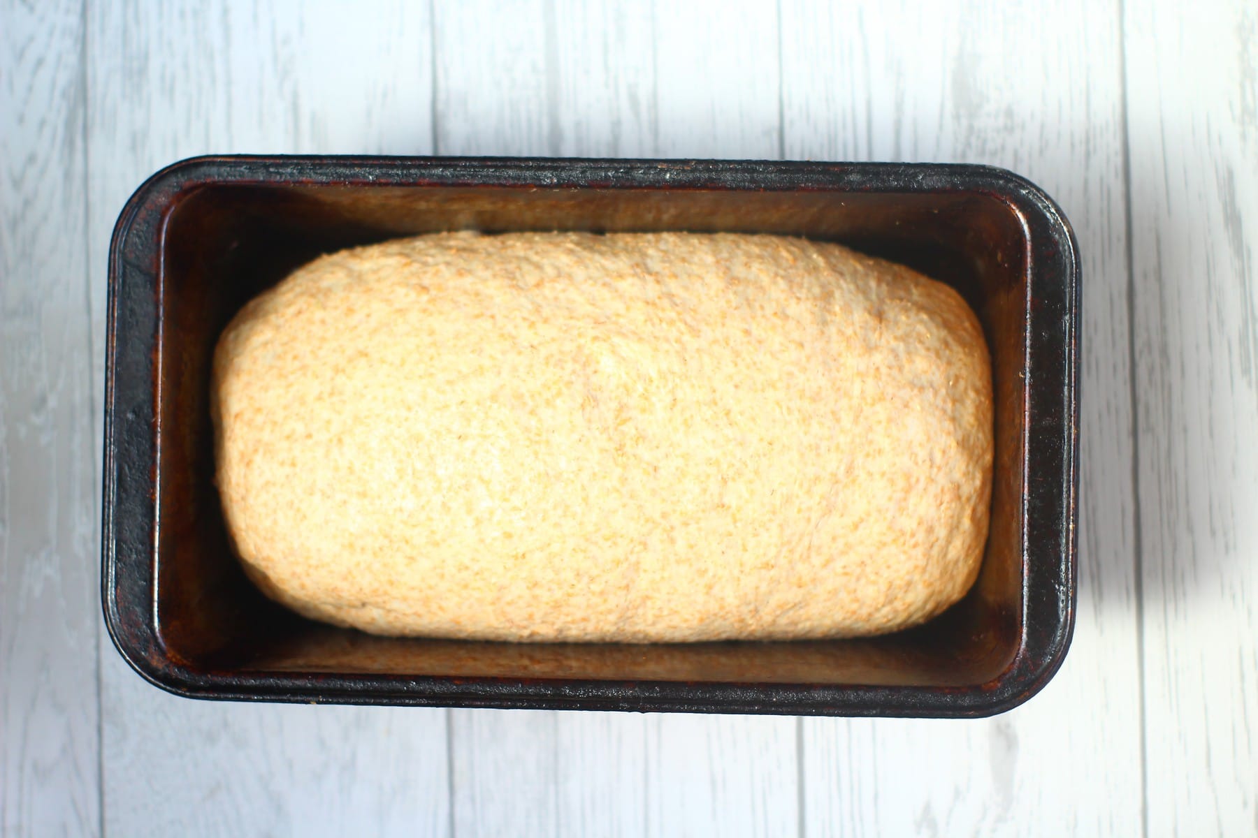 pre second prove wholemeal bread dough in a loaf tin